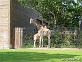 KBH zoo 190703 056